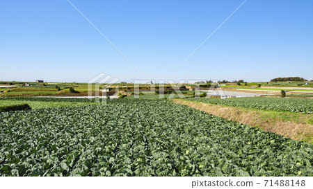 Miura Peninsula with a view of Mt. Fuji Cabbage and radish fields in Tsukui, Yokosuka City, Kanagawa Prefecture 71488148