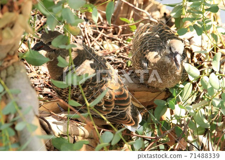 Turtle dove chicks born in the streets of Tokyo 71488339