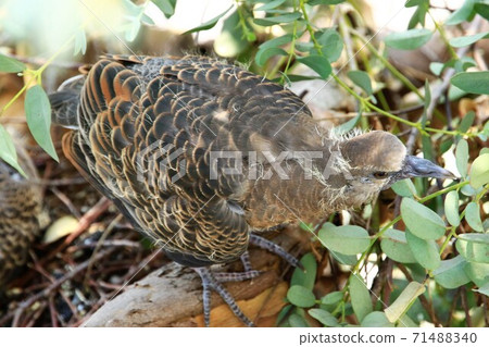 Turtle dove chicks born in the city are about to fledge Turtle dove chicks born in the city are about to fledge 71488340