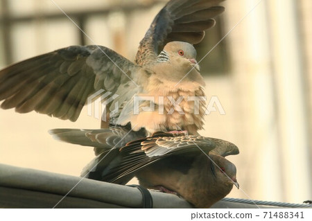 Mating of a couple of wild bird turtle doves living in the city Mating of a couple of wild bird turtle doves living in the city 71488341