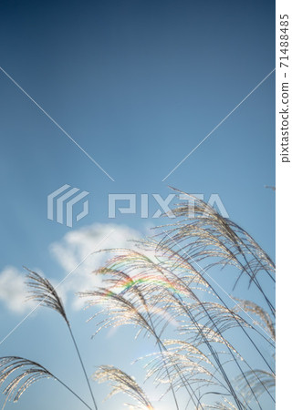 芒草 芒草 71488485