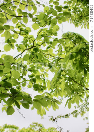 Leaves in light Leaves in light 71488492