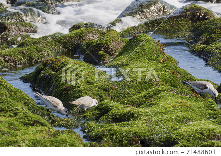 在多岩石的地區/神奈川縣唱歌的海藻的鳥(Miyubishigi)風景 在多岩石的地區/神奈川縣唱歌的海藻的鳥(Miyubishigi)風景 71488601
