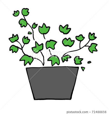 常春藤圖觀葉植物 71488838