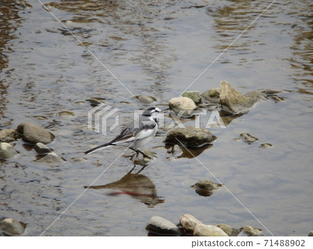 Black-backed wagtail that captured dragonflies on the banks of the Umeda River near Hirata Bridge 71488902