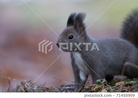 Early winter walk Ezoris 71488909