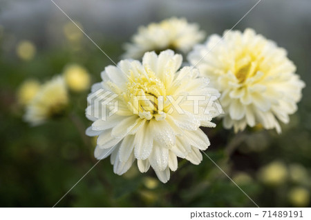 白菊花花濕與晨露 白菊花花濕與晨露 71489191