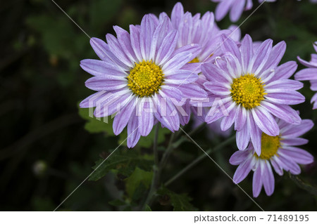 早晨露水濕的粉紅色菊花 早晨露水濕的粉紅色菊花 71489195