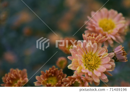 橙色菊花濕與晨露 橙色菊花濕與晨露 71489196