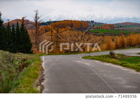 November Larch autumn leaves road leading to the snowy mountains of Biei November Larch autumn leaves road leading to the snowy mountains of Biei 71489356