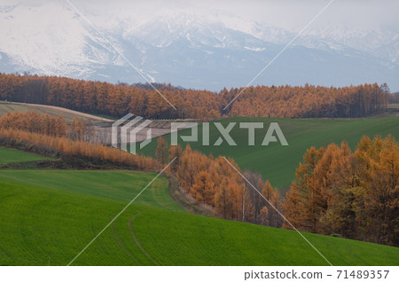 November A row of larch autumn leaves following the snowy mountains of Biei November A row of larch autumn leaves following the snowy mountains of Biei 71489357