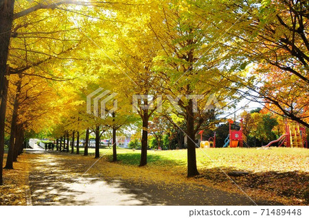 A row of yellow-leaved ginkgo trees and playground equipment at Gotenbe Park in Fujisawa City, Kanagawa Prefecture 71489448
