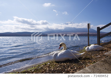 Swan and Mt. Fuji seen from Lake Yamanaka Water Park Swan and Mt. Fuji seen from Lake Yamanaka Water Park 71489452