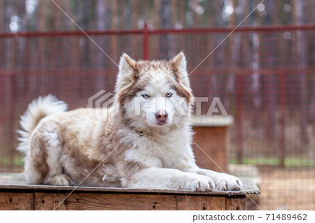 Siberian husky dog lying on a wooden house. The dog is lying, bored. 71489462