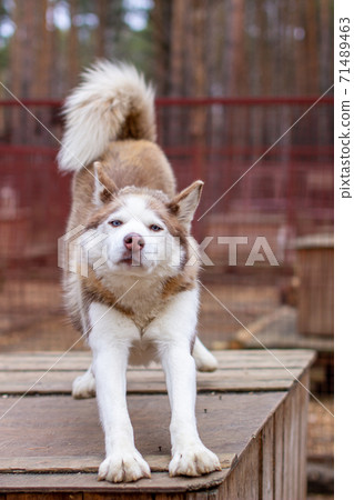 Siberian husky dog lying on a wooden house. The dog is lying, bored. 71489463