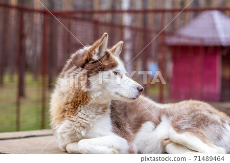 Siberian husky dog lying on a wooden house. The dog is lying, bored. 71489464