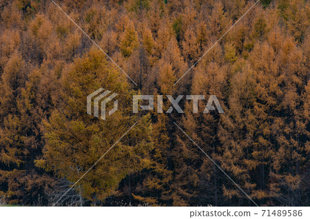 November Biei Autumn leaves of lovely larch November Biei Autumn leaves of lovely larch 71489586