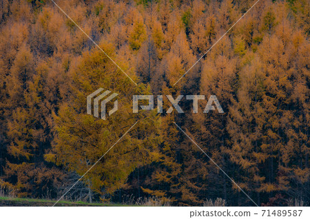 November Biei Autumn leaves of wonderful deciduous pine November Biei Autumn leaves of wonderful deciduous pine 71489587