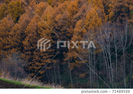 11月美瑛的可愛落葉松秋天的落葉 71489589
