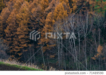 November Biei's lovely deciduous pine autumn leaves November Biei's lovely deciduous pine autumn leaves 71489590