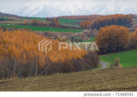 November Larch autumn leaves road leading to the snowy mountains of Biei November Larch autumn leaves road leading to the snowy mountains of Biei 71489591