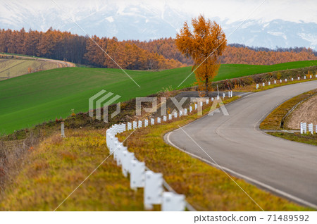 November Larch autumn leaves road leading to the snowy mountains of Biei November Larch autumn leaves road leading to the snowy mountains of Biei 71489592