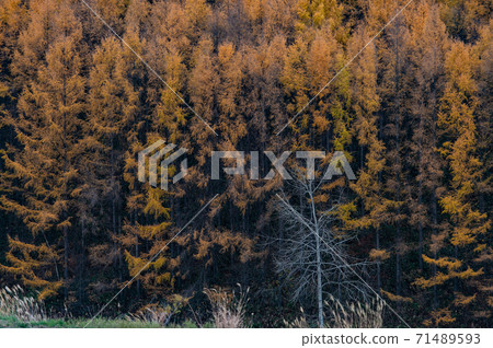 November Biei's lovely deciduous pine autumn leaves November Biei's lovely deciduous pine autumn leaves 71489593