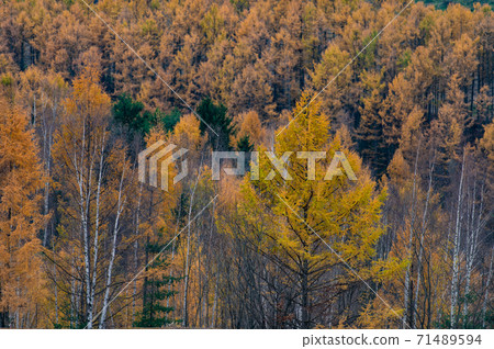 November Biei's larch autumn leaves nice pattern November Biei's larch autumn leaves nice pattern 71489594