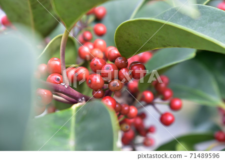 綠色的葉子和紅色的水果[十月] 71489596