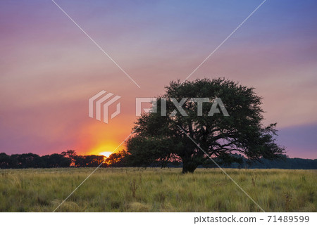Pampas Landscape 71489599