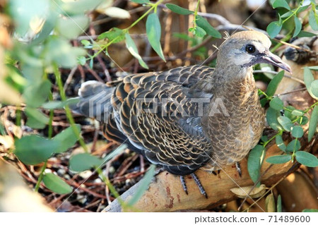 生活在城市中的野鳥,即將離開巢穴的Kijibato小雞 生活在城市中的野鳥,即將離開巢穴的Kijibato小雞 71489600