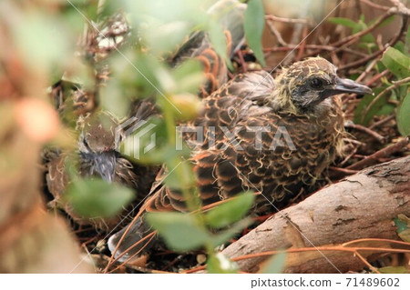 Wild birds living in the city, turtledove chicks that worship their mother, born in the city 71489602