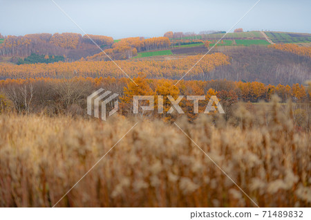 Biei's autumn-colored earth in October Biei's autumn-colored earth in October 71489832