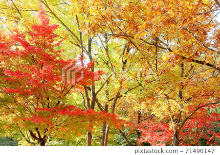 秋天的樹葉 秋天的樹葉 71490147