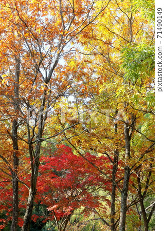 秋天的樹葉 秋天的樹葉 71490149