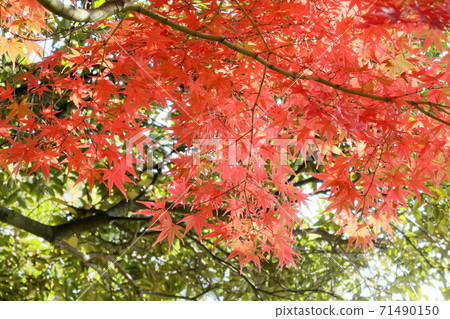 秋天的樹葉 秋天的樹葉 71490150
