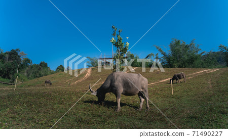 group of animals, Buffalo eating the grass in the field at the mountain 71490227
