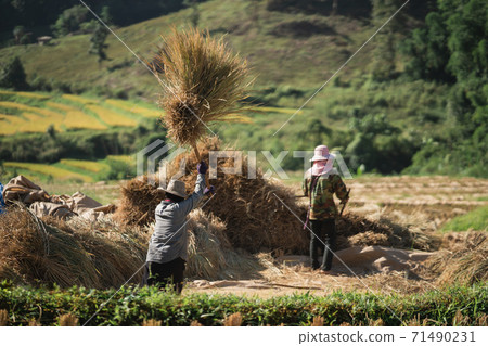 14 November 2020, Farmers rice grain threshing during harvest time in Chiang rai, northern Thailand 14 November 2020, Farmers rice grain threshing during harvest time in Chiang rai, northern Thailand 71490231