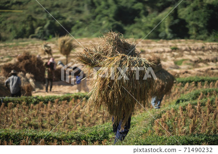 14 November 2020, Farmers rice grain threshing during harvest time in Chiang rai, northern Thailand 71490232