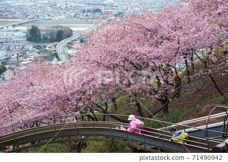 在早盛開的川津櫻花和松田市容的背景下，孩子們在長長的幻燈片上嬉戲玩耍。 71490942