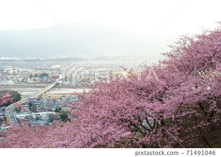 早盛開的河津櫻花盛開，而鬆田市的城市風光更是氾濫成災。 71491046