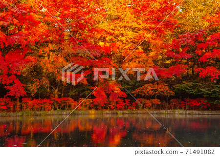 Karuizawa Town, Nagano Prefecture ・ Autumn leaves of Kumoba Pond shining in the morning sun [Nagano Prefecture] 71491082