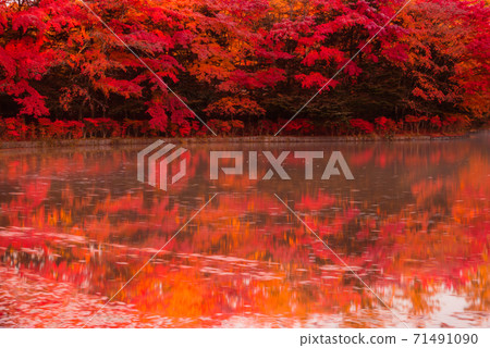Karuizawa Town, Nagano Prefecture ・ Autumn leaves of Kumoba Pond shining in the morning sun [Nagano Prefecture] 71491090