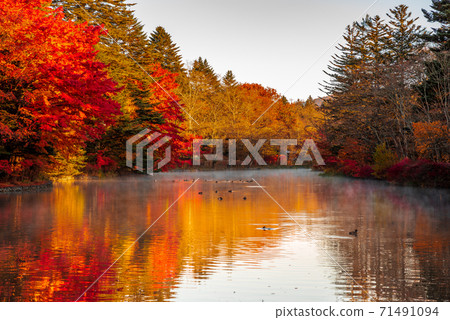 Karuizawa Town, Nagano Prefecture ・ Autumn leaves of Kumoba Pond shining in the morning sun [Nagano Prefecture] 71491094