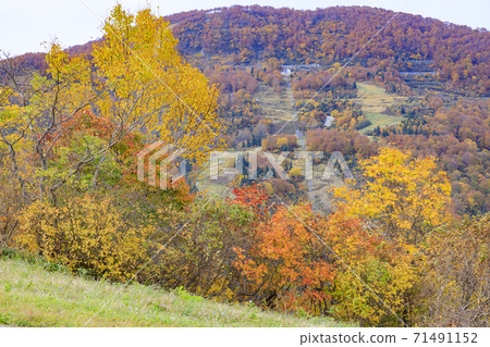 湯澤高原全景公園阿爾卑斯之裡 71491152