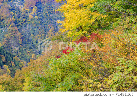 湯澤高原全景公園阿爾卑斯之裡 71491165