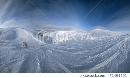 Snow covered fir trees on snowy mountain plateau, tops with snow cornices in far. Magnificent sunny day on picturesque beautiful alps ridge. High resolution panorama. 71491501