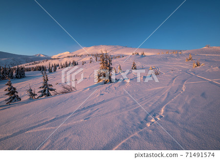 Alpine resort ski slopes and lifts. Pre sunrise morning Svydovets mountain ridge and snow-covered fir trees view, Dragobrat, Ukraine Carpathians. 71491574