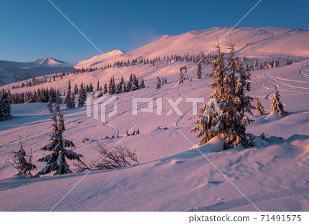Alpine resort ski slopes and lifts. Pre sunrise morning Svydovets mountain ridge and snow-covered fir trees view, Dragobrat, Ukraine Carpathians. Alpine resort ski slopes and lifts. Pre sunrise morning Svydovets mountain ridge and snow-covered fir trees view, Dragobrat, Ukraine Carpathians. 71491575