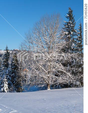 Countryside hills, groves and farmlands in winter remote alpine mountain village 71491620